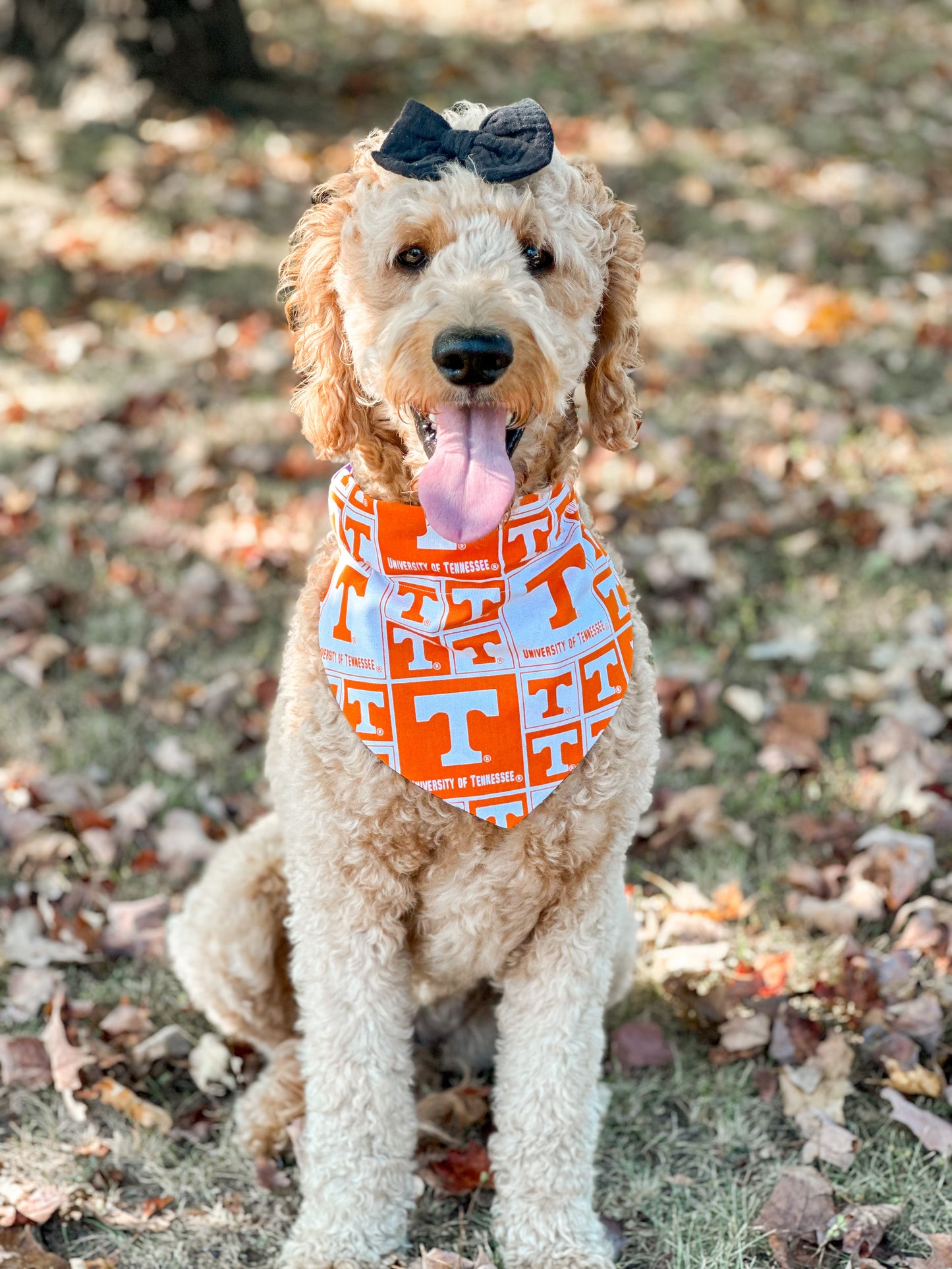 The VOLS dog