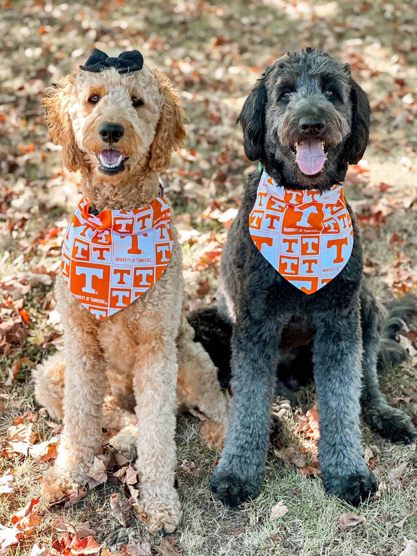 The VOLS dog