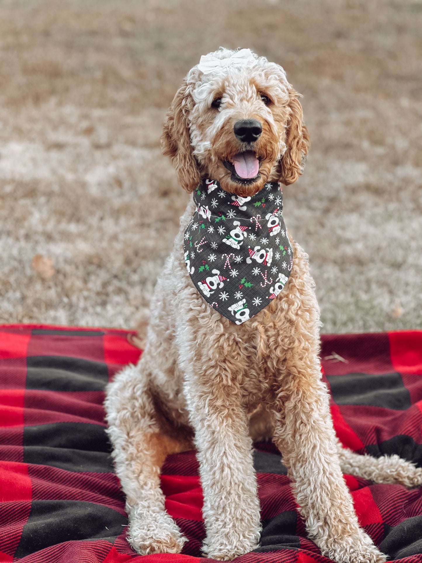 Candy Cane Pups