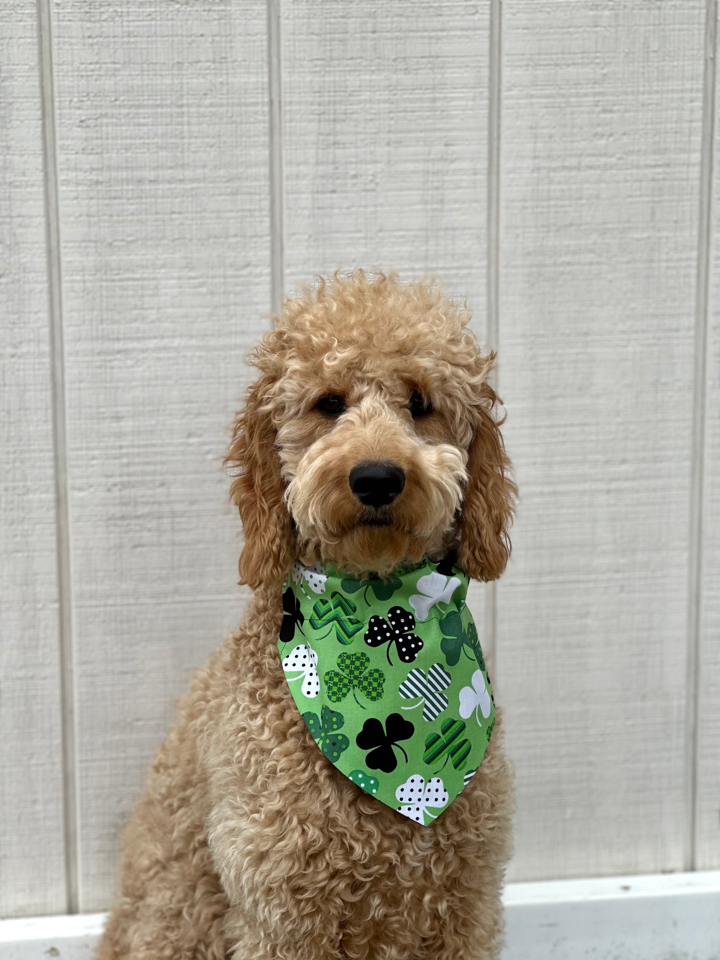 LUCKY PUP (reversible)